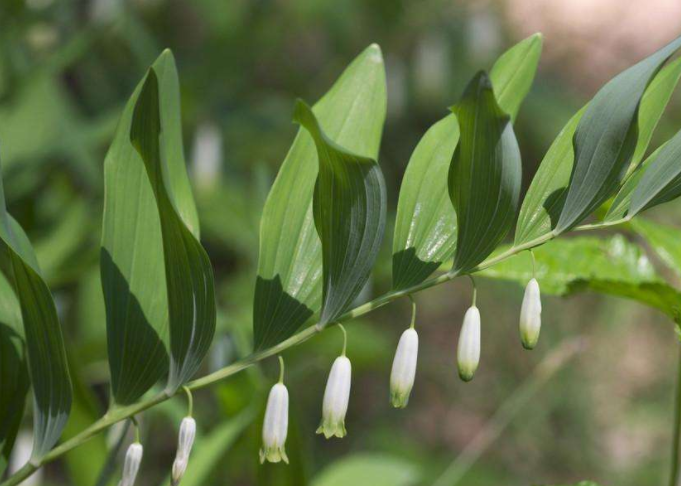 而玉竹野生的品种有关玉竹,一般长在东北及内蒙古等地区,花色呈淡黄色
