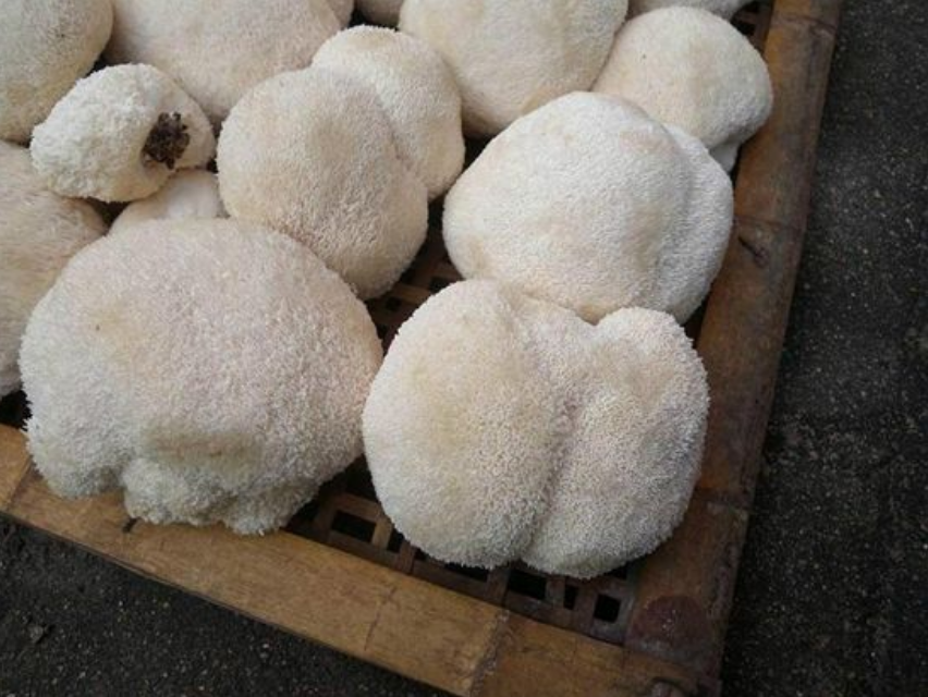 菇- 热门商品专区