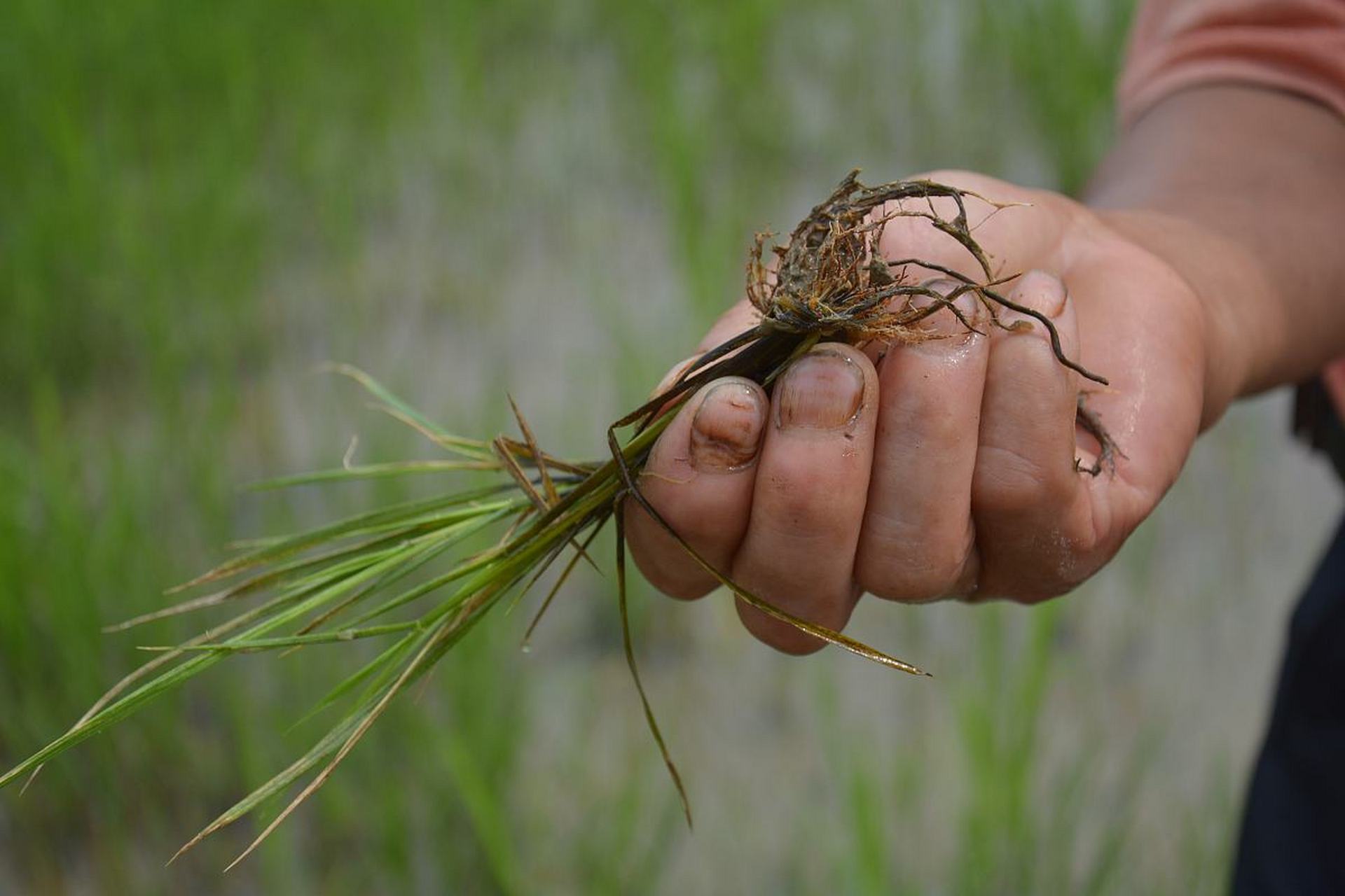 卫稻夫除草剂使用方法?  卫稻夫是一种用于水稻田的除草剂.