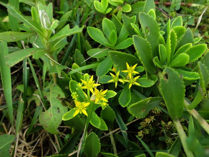 乡下田边一野菜,钙含量比牛奶还高,阳台养几盆,老人小孩都爱吃