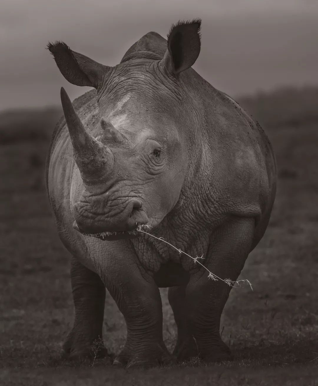 把原始非洲搬到武汉!《永远的非洲》喻惠平影像特展再现生命张力