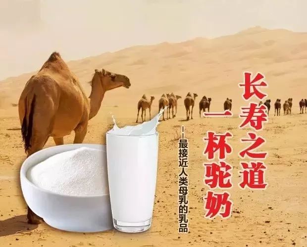 真相!常喝驼奶和不喝驼奶的人真有区别,后悔没早知道!