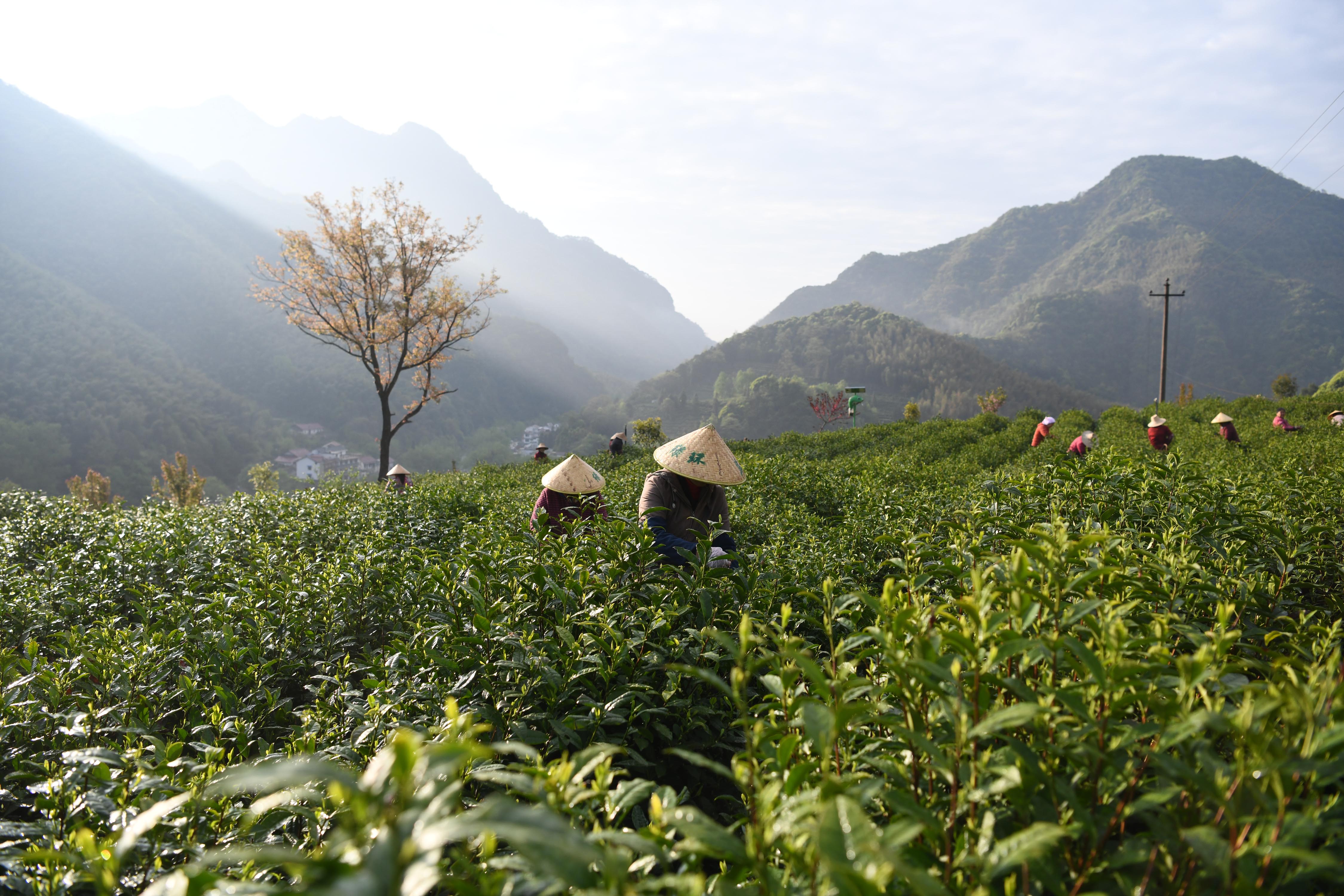新华社照片,泾县(安徽),2019年4月13日    安徽泾县:汀溪兰香采摘忙