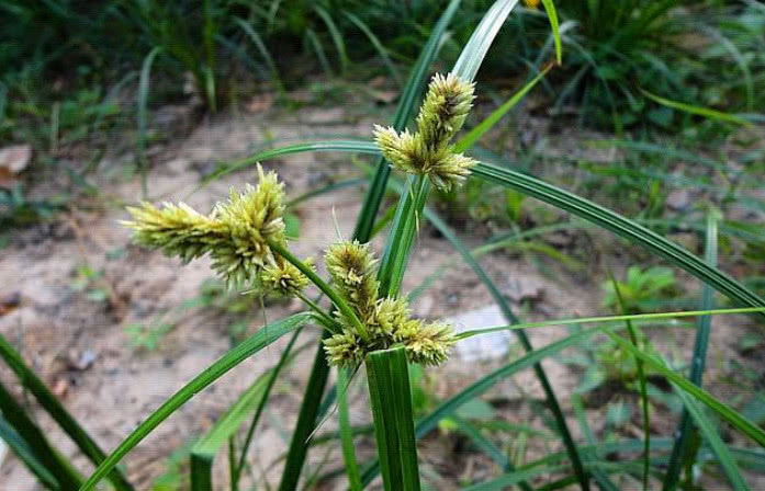 农村一种野草,俗称"回头青",农民用它做草纸,如今价值不菲!