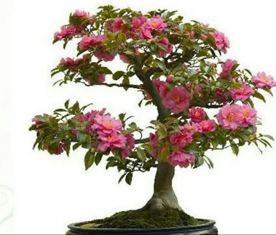 怎样才能养出繁花似锦的榆叶梅盆栽呢?
