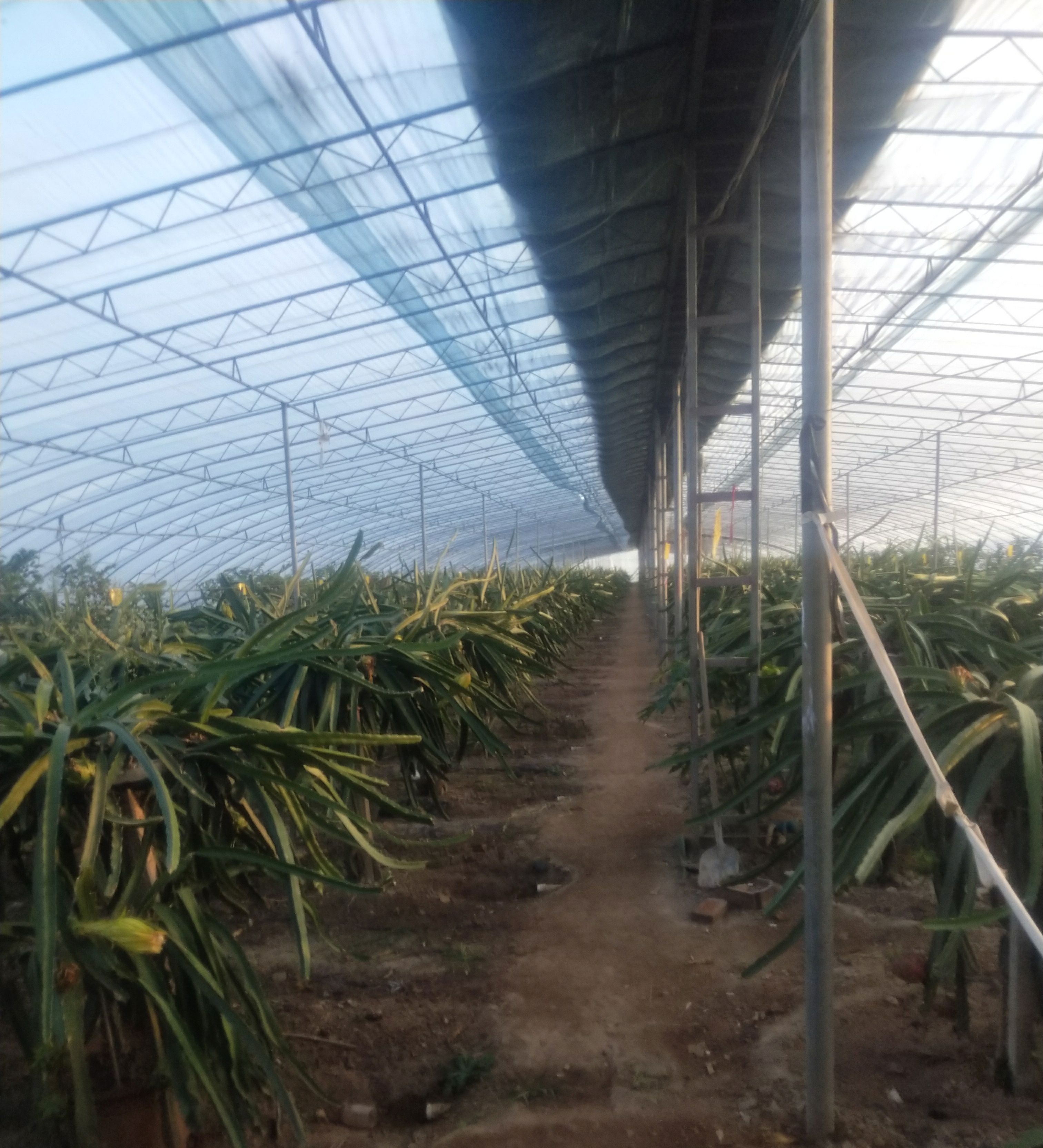 大棚火龙果初冬管理技术分享