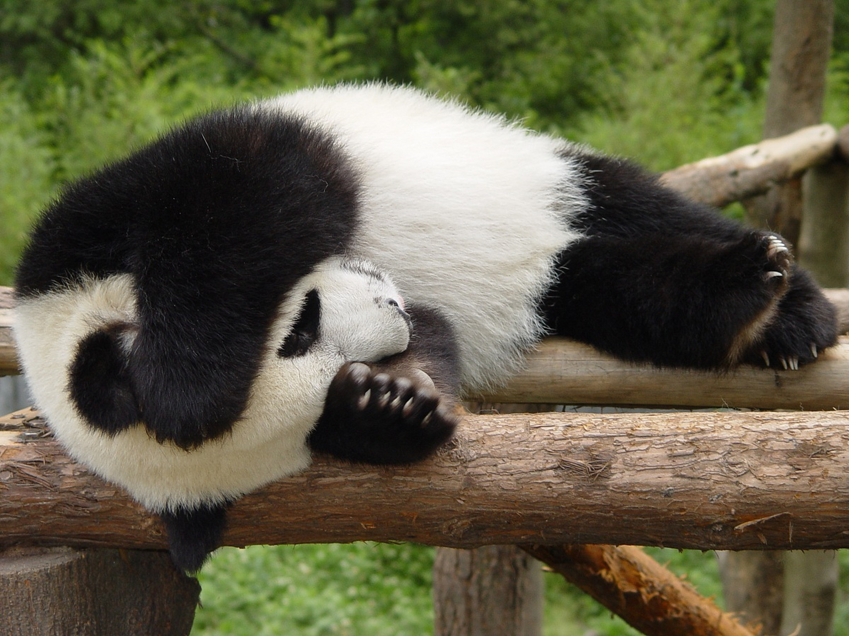 "投降式睡姿"是指成年人平躺睡觉时将双手举过头顶的姿势,虽然看起来