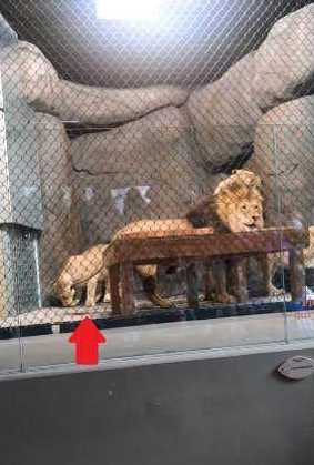 狮子被铁闸门压断尾巴 工作人员无视 游客怒斥