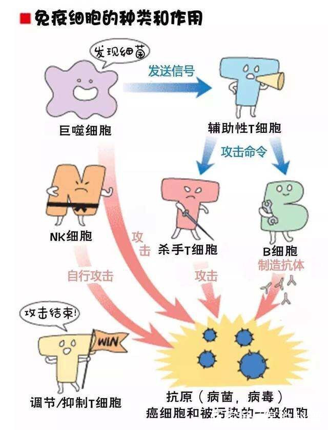 你知道免疫系统为了我们的身体免受伤害,都做了一些什么?