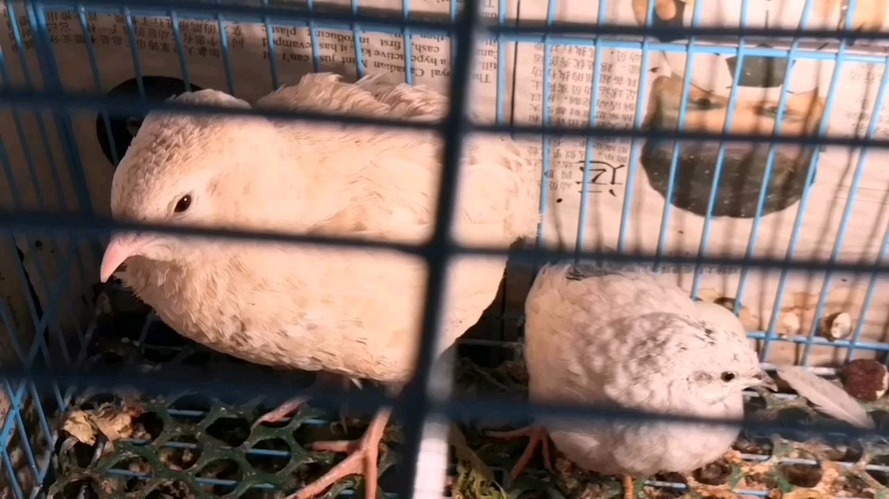 蓝胸鹌鹑的叫声是这样的,饲养员觉得像小鸡叫,你们觉得呢