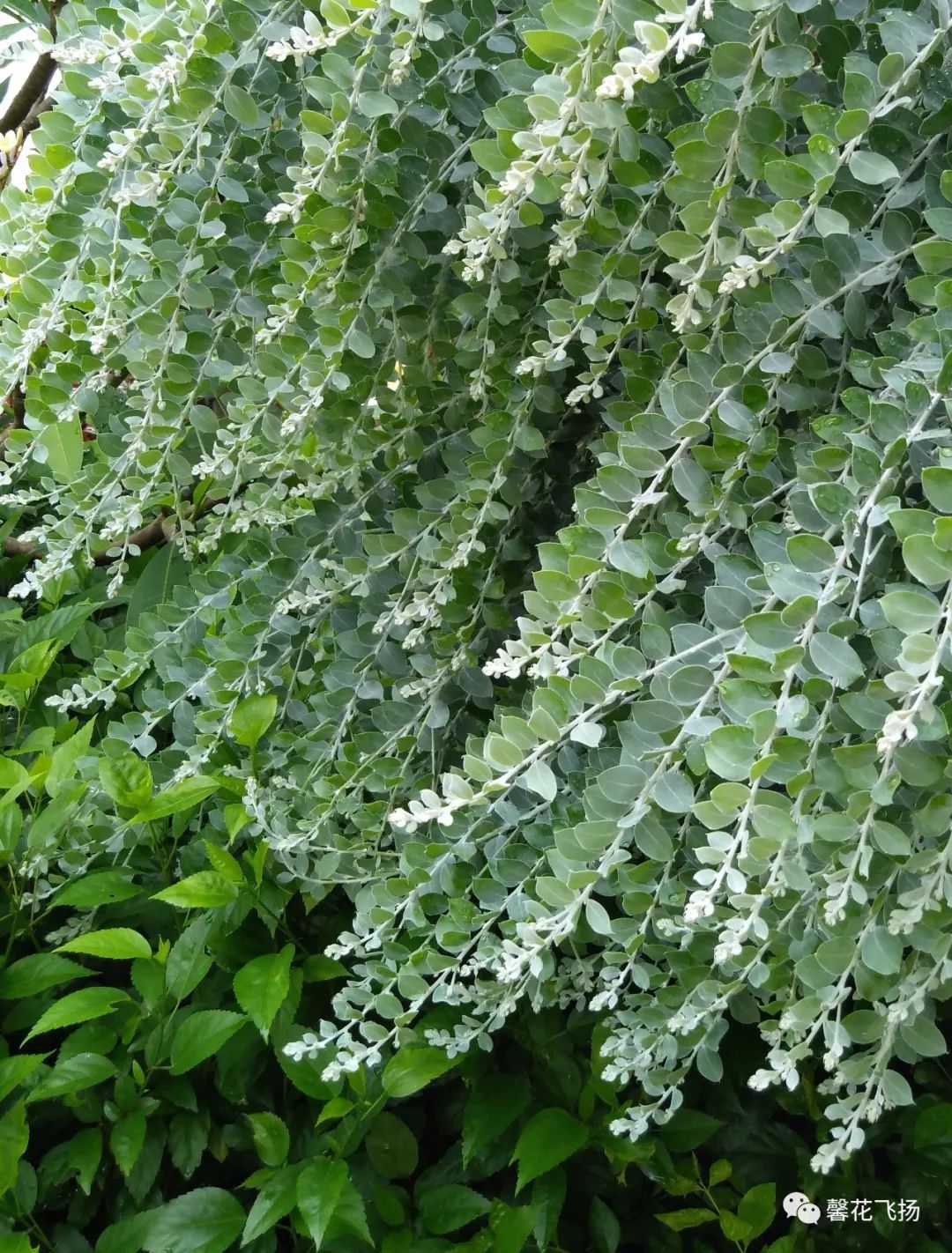 初见满树绒球的珍珠相思