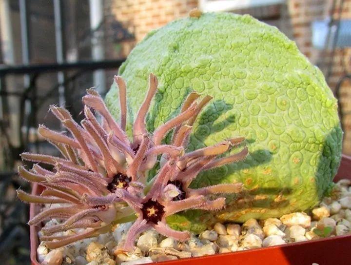 这花长得像海胆,3棵就卖五位数,真的有人要吗!