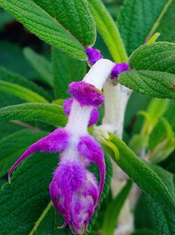 紫绒鼠尾草,原文名字里就有治疗之意的一种药草,很适合种在庭院