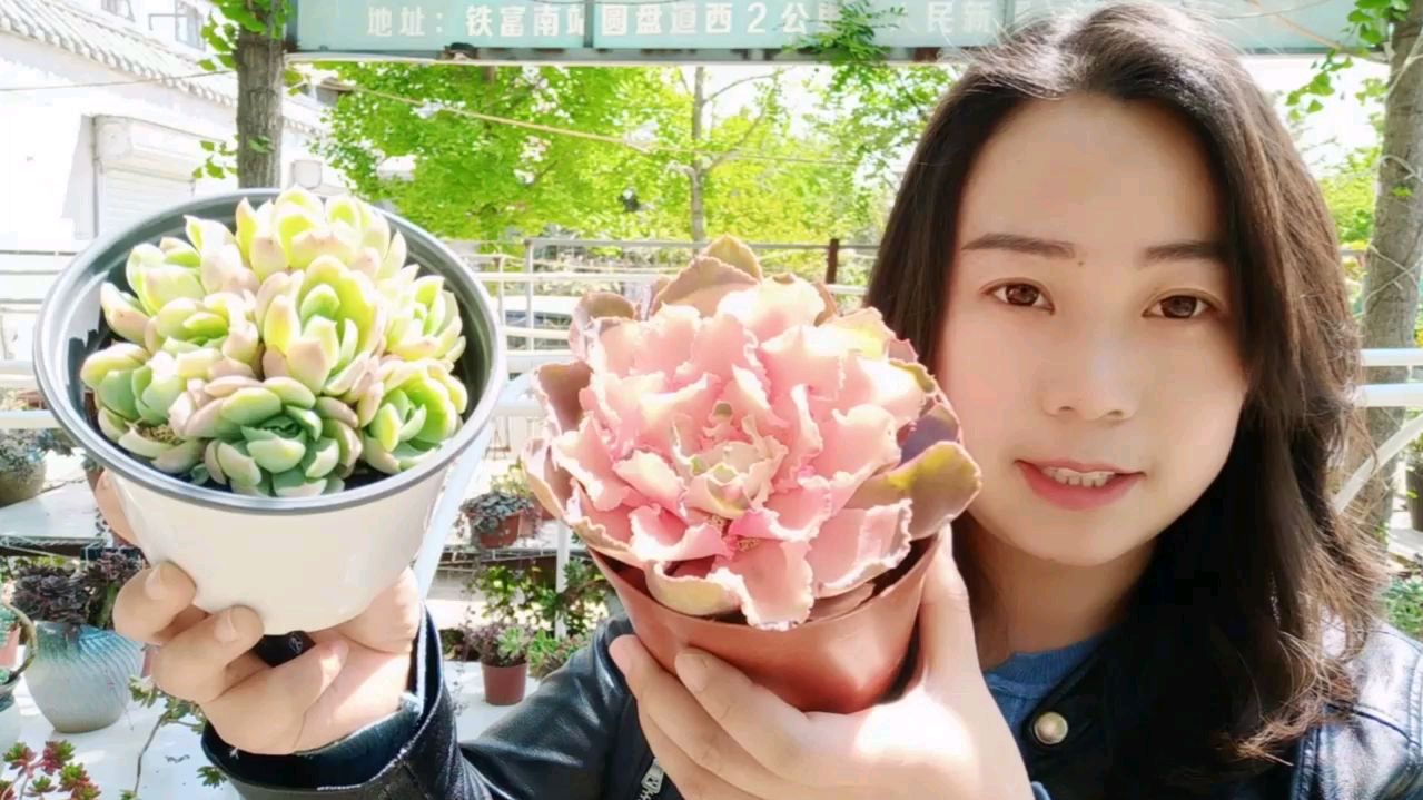 哪种多肉再便宜也不要买?小敏分辨多肉真出锦还是药锦?