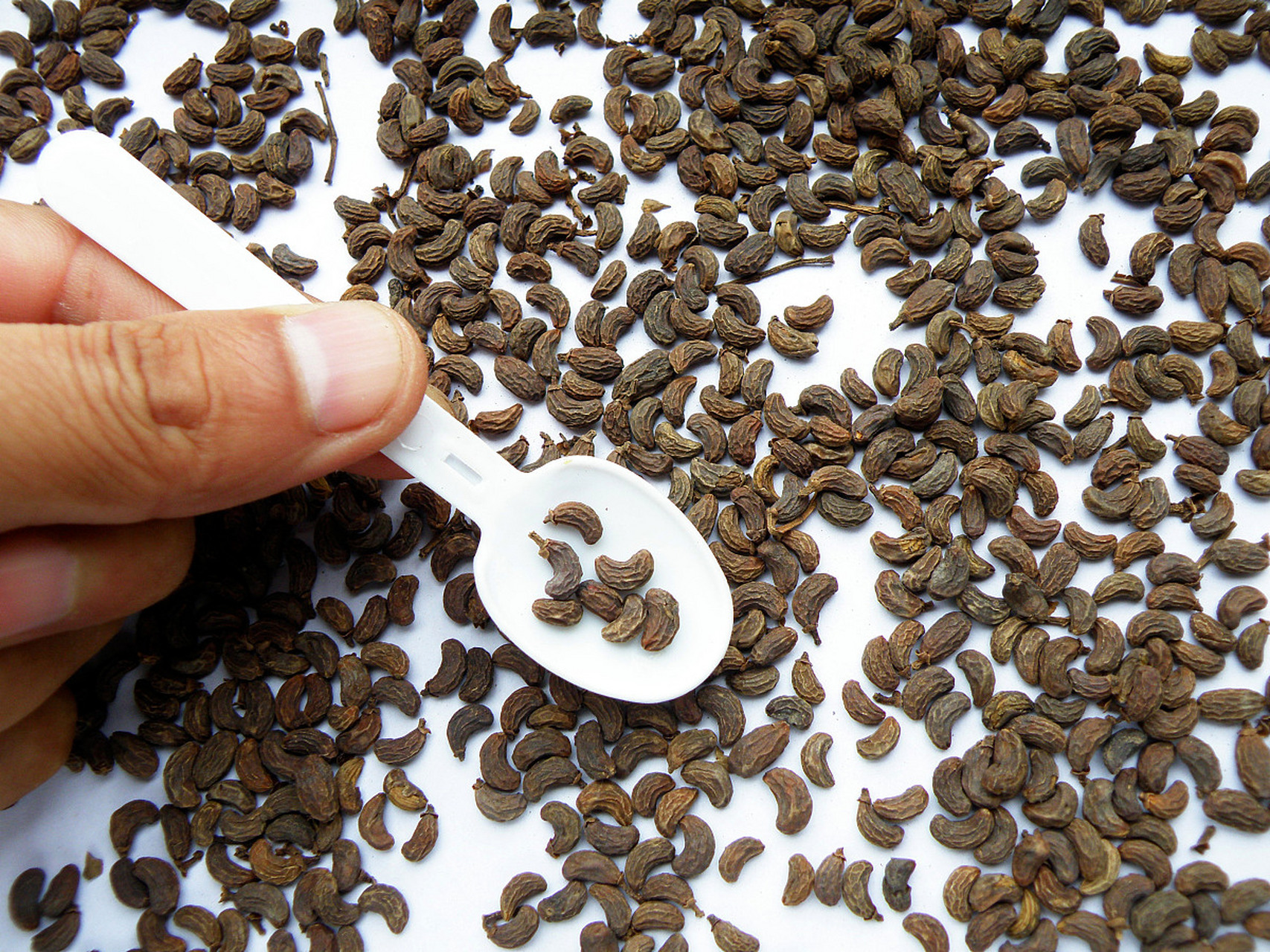 党参种子的价格大概在45.00元起,起批量为1斤.