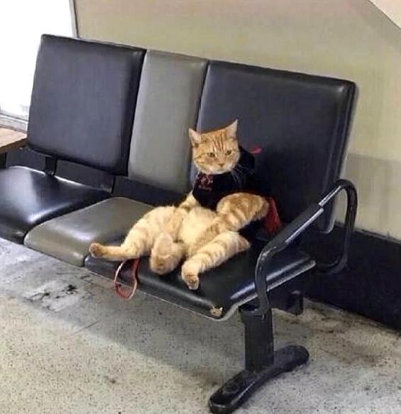 宠主遛猫回家时把猫咪忘了,猫咪瘫坐在椅子上一脸生无可恋!