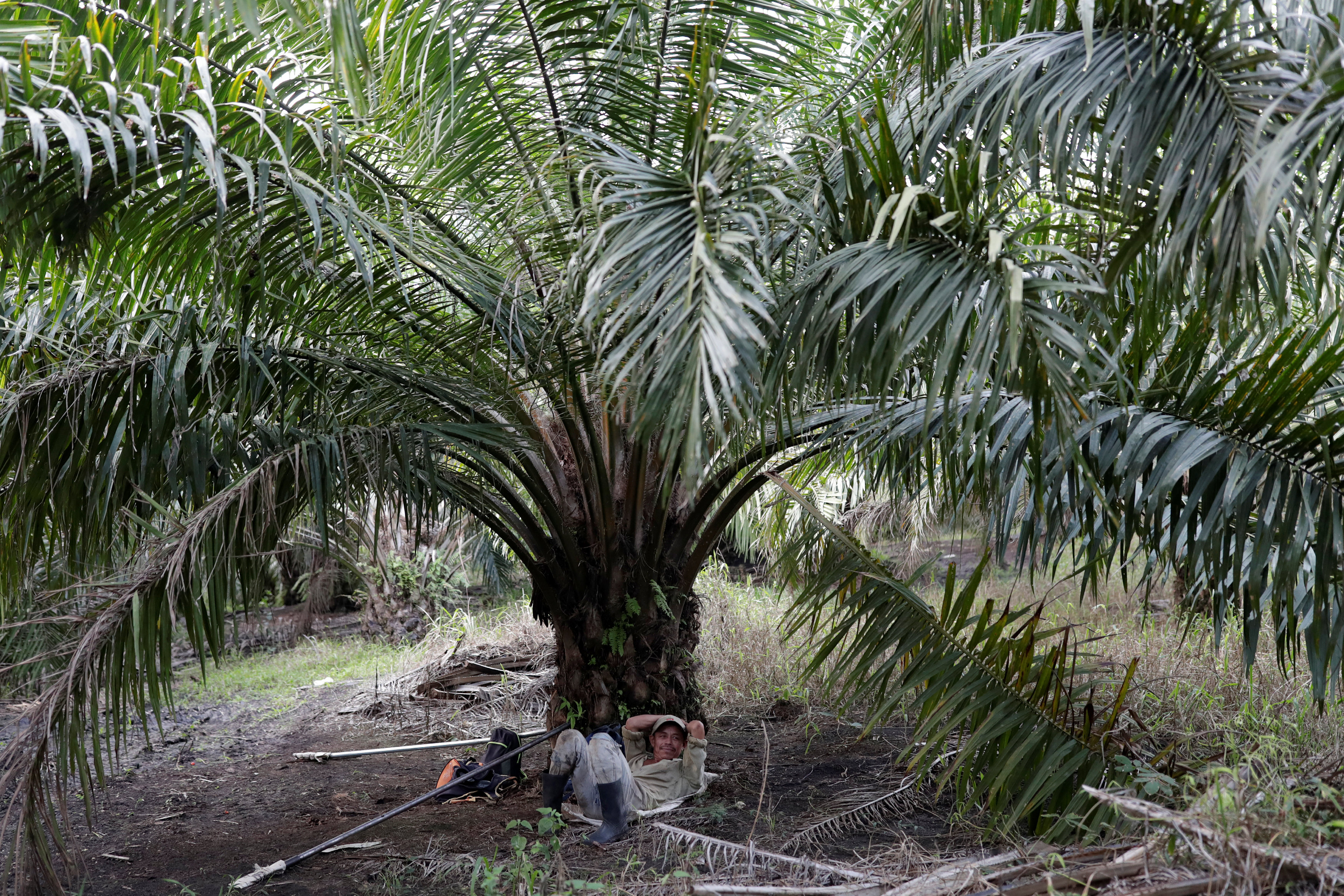 (3)危地马拉的油棕榈工人