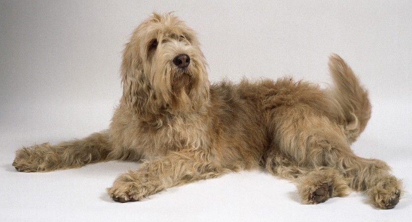 奥达猎犬是一种高大的,被毛杂乱的猎犬!