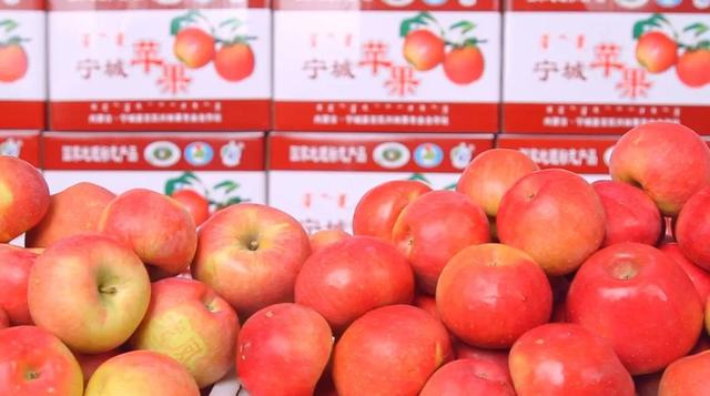 甜过初恋的宁城苹果红了!