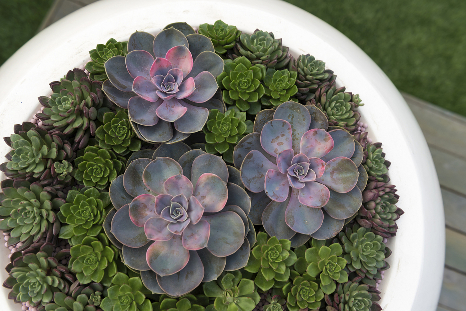 多肉劳尔是一种受欢迎的观赏植物,其独特的形态和色彩使其成为室内