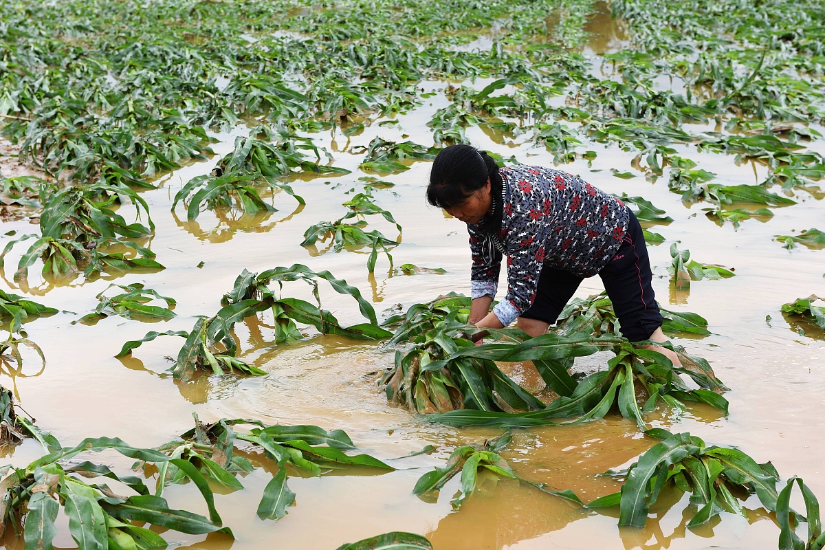农作物是否还能挺过这一关?农民朋友们又该如何应对这场天灾?