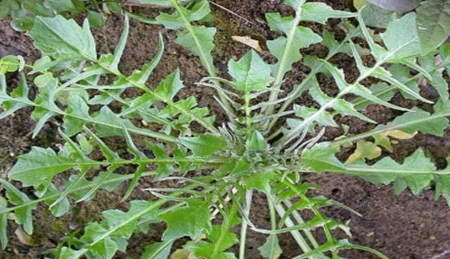 农村一种"小鸡草",30年前用它治感冒,如今晒干后5元一斤