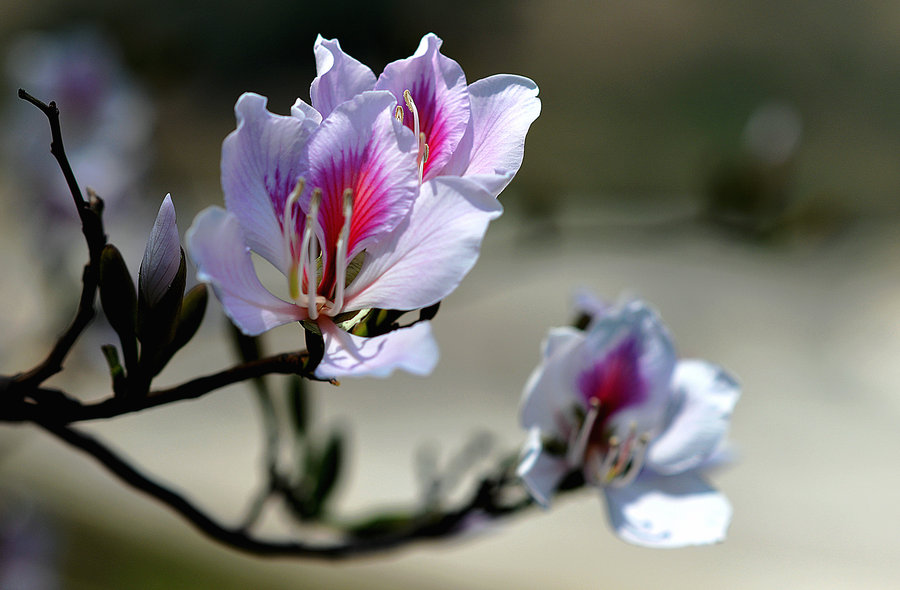 玉合花 香味浓郁,可以炒着吃,也可以煮汤.