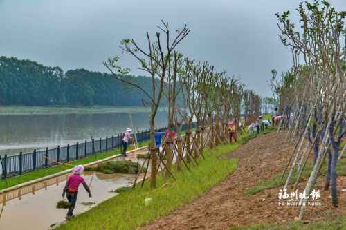 福州環南臺島濱江休閒路綠化工作全面鋪開 年底將完成