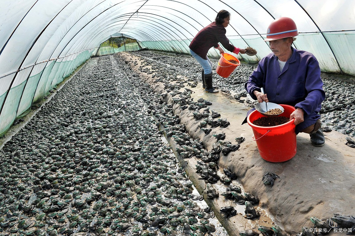 它所分布的养殖的区域也比较多,南到海南北到东北都有养殖牛蛙的农户