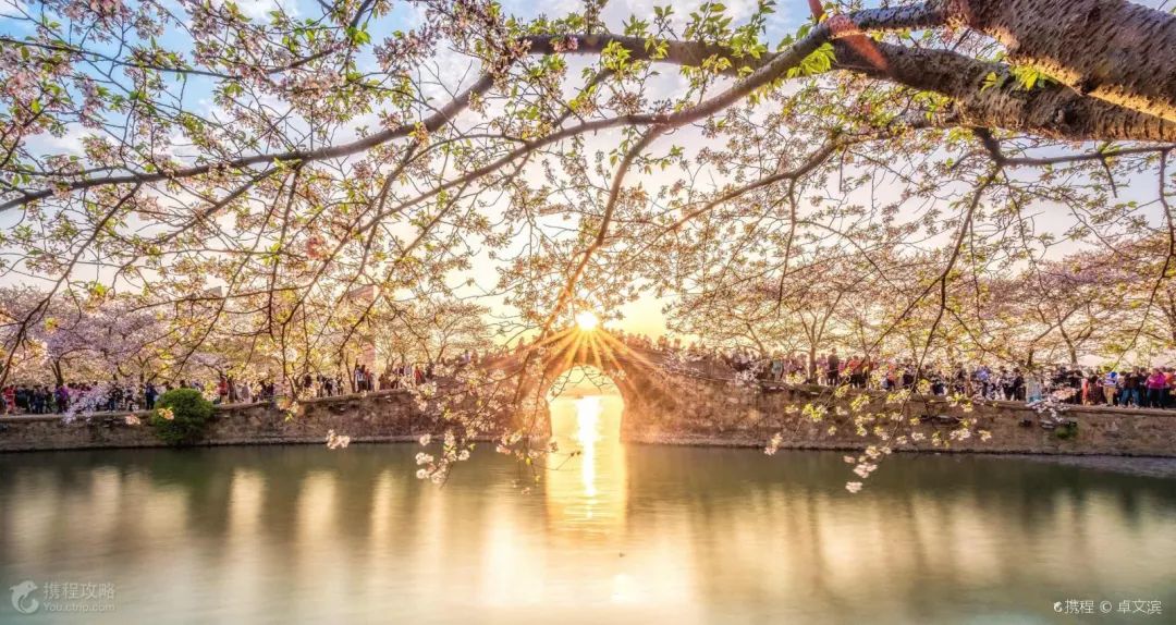 櫻花與日本齊名!海景不輸東南亞!國內這些地方的春景色顏值太高