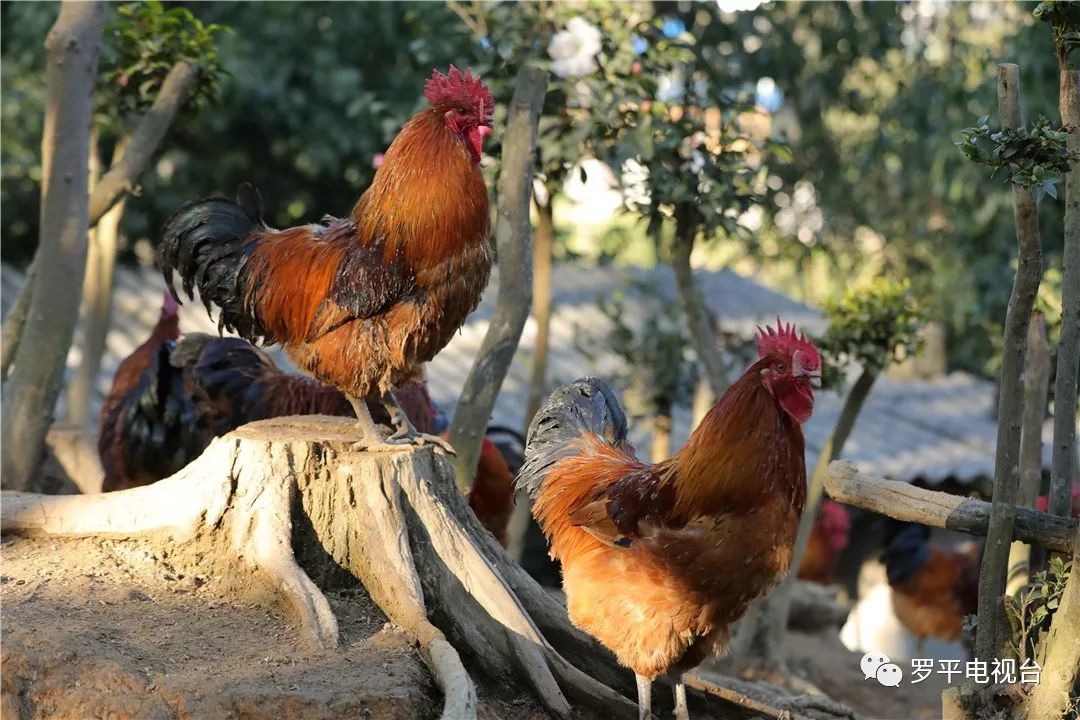 吃鸡,罗平有这样一个好地方!