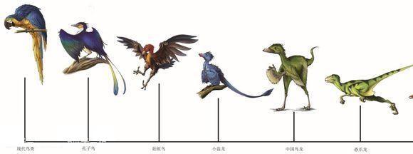 恐龙变鸟的演变过程图图片