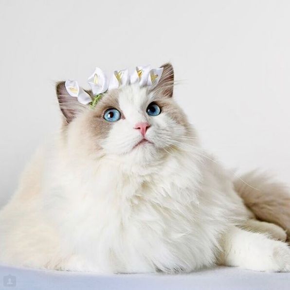 来自巴西的布偶猫公主 cinderela,这蓝色的双眸实在是太美了