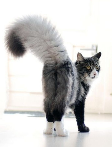 在日本有一个流氓猫,因为坐在树上往行人头上擤鼻涕而被捕