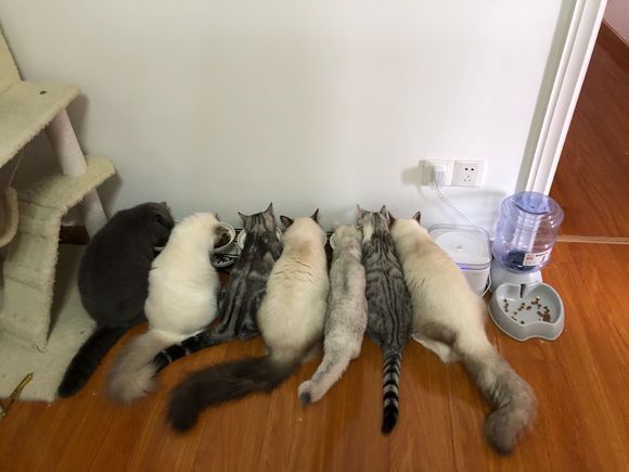 养了七只猫,一家人就是要整整齐齐,吧友:家里有矿咋的?