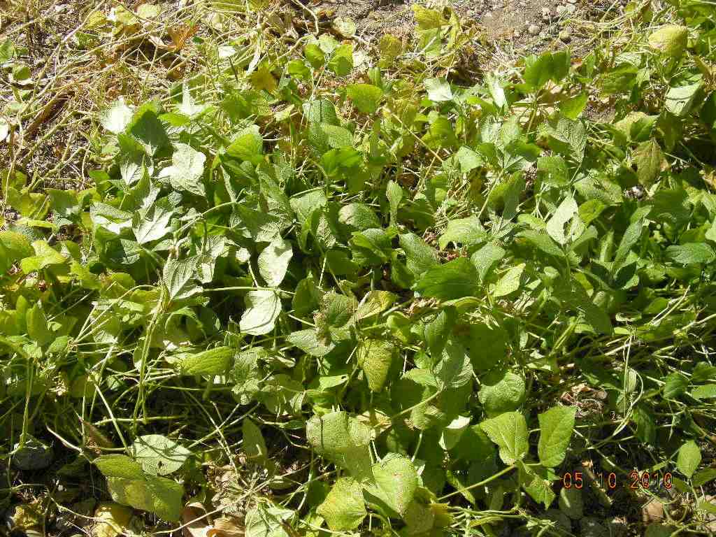 種植綠豆時,這4種病蟲害發病最頻繁,原因與種植地選擇息息相關