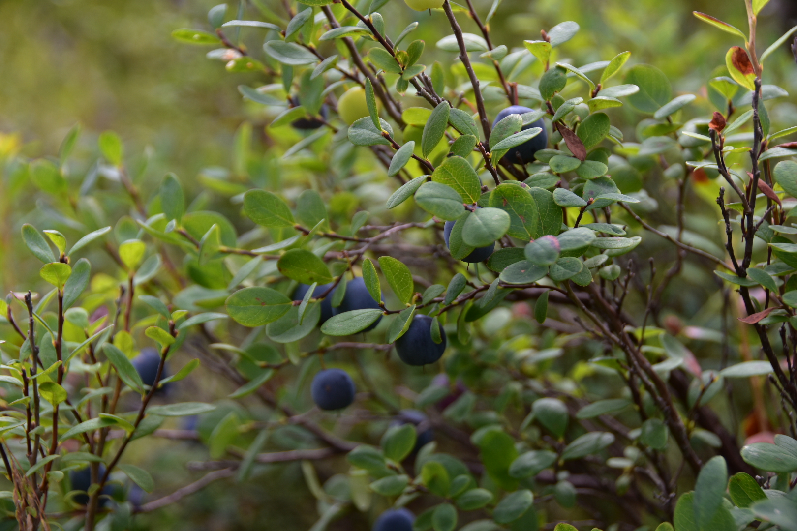 大兴安岭漠河八月野生蓝莓成熟的季节,带上宝宝们快来采摘吧!