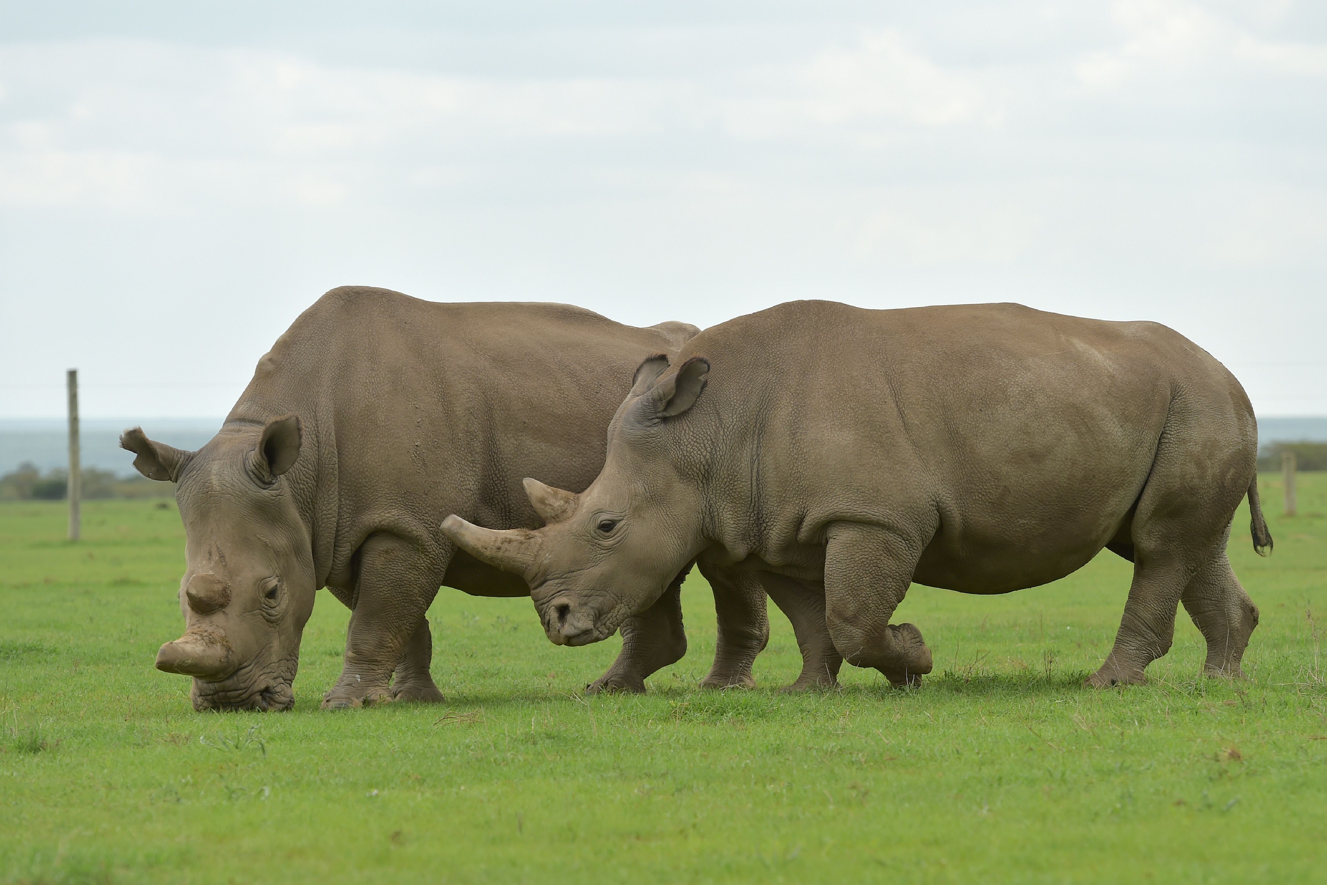 地球上最后一头雄性北方白犀牛在肯尼亚被实施安乐死(7)