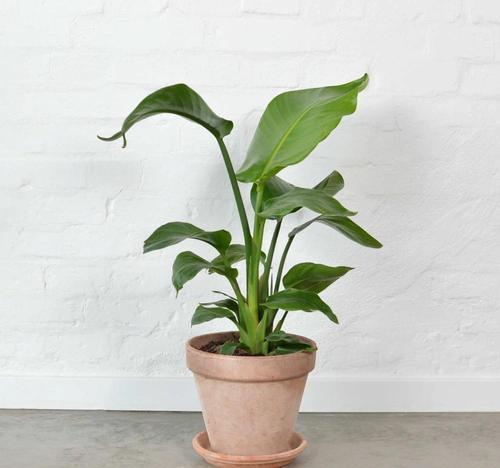 天堂鸟可是少见的花,养一盆放家里,开满盆又大气