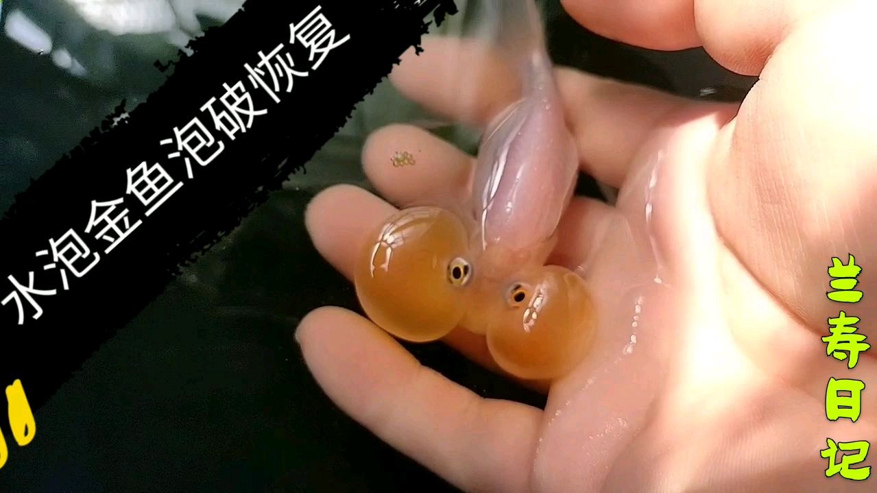 水泡眼金鱼的水泡破了之后还能长好吗?