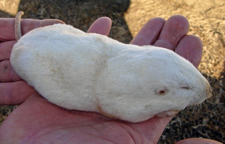 平原囊鼠你真的了解吗?平原囊鼠知识科普