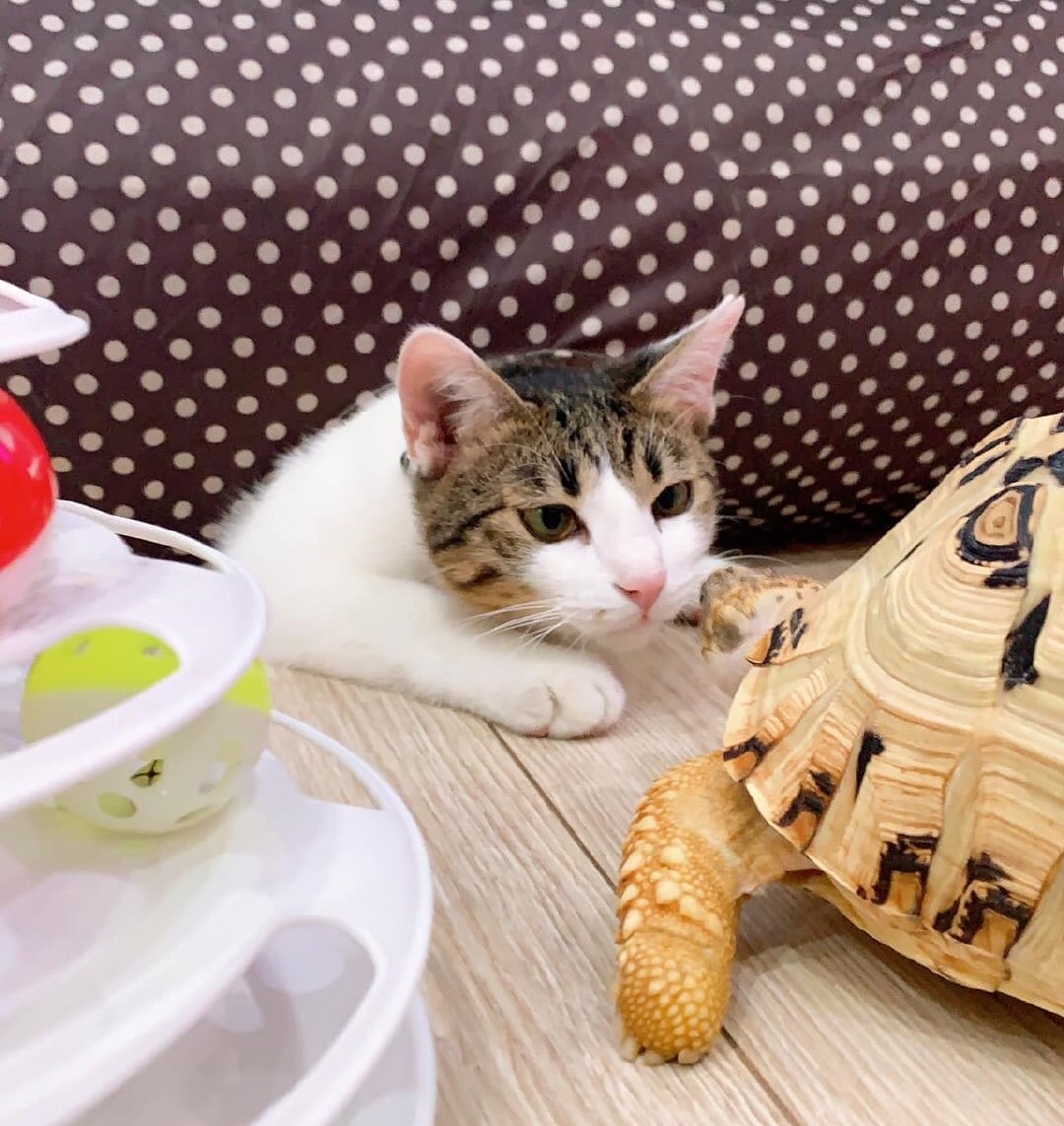 宠物界的真闺蜜,乌龟和小猫咪不得不说的友谊