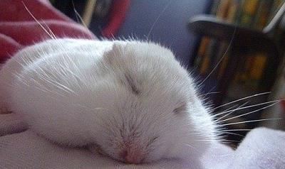 仓鼠原来趴着趴着就瘪了,样子真的好萌!