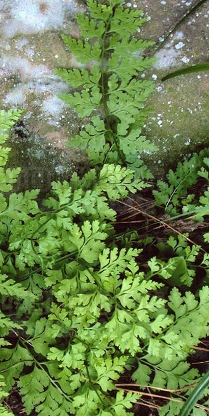 溪洞碗蕨知识科普,这些你可能不知道!