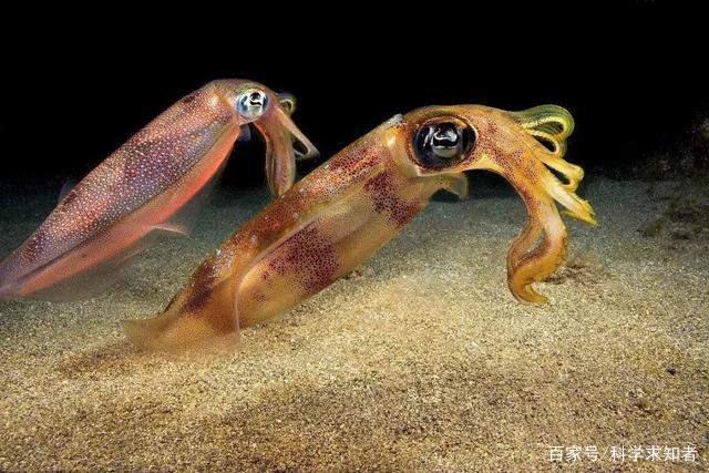 包含从生物学来讲，是否可能存在一种生物，既具有人类的智慧、又具有顶极捕食者的体能？的词条