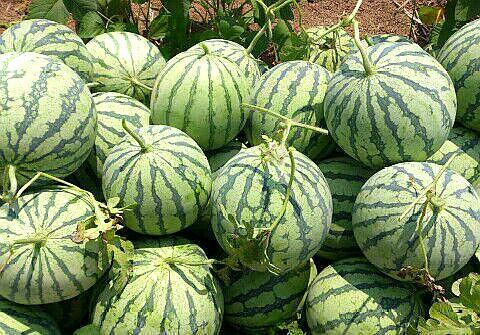 大棚西瓜的 - 2020年最新商品信息聚合专区 - 百度爱采购