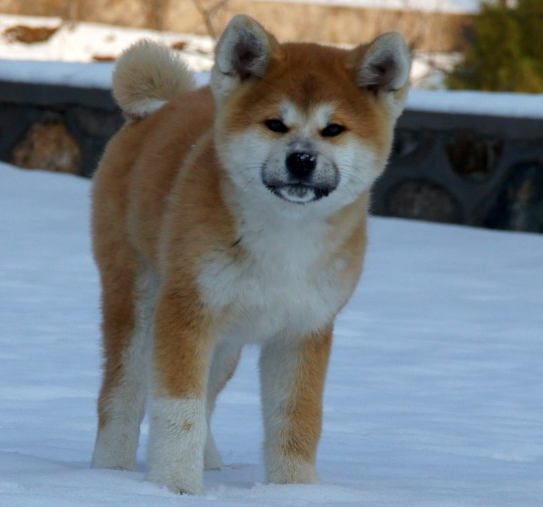 秋田犬体型中等,尾巴向前卷曲紧贴于背上,竖耳.公犬身高66.