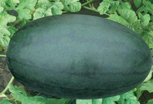 黑美人西瓜 - 2020年最新商品信息聚合专区 - 百度爱采购