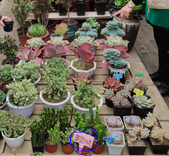 大连西郊园艺超市拆大棚,棚主:多肉花草鱼花盆给钱就卖!