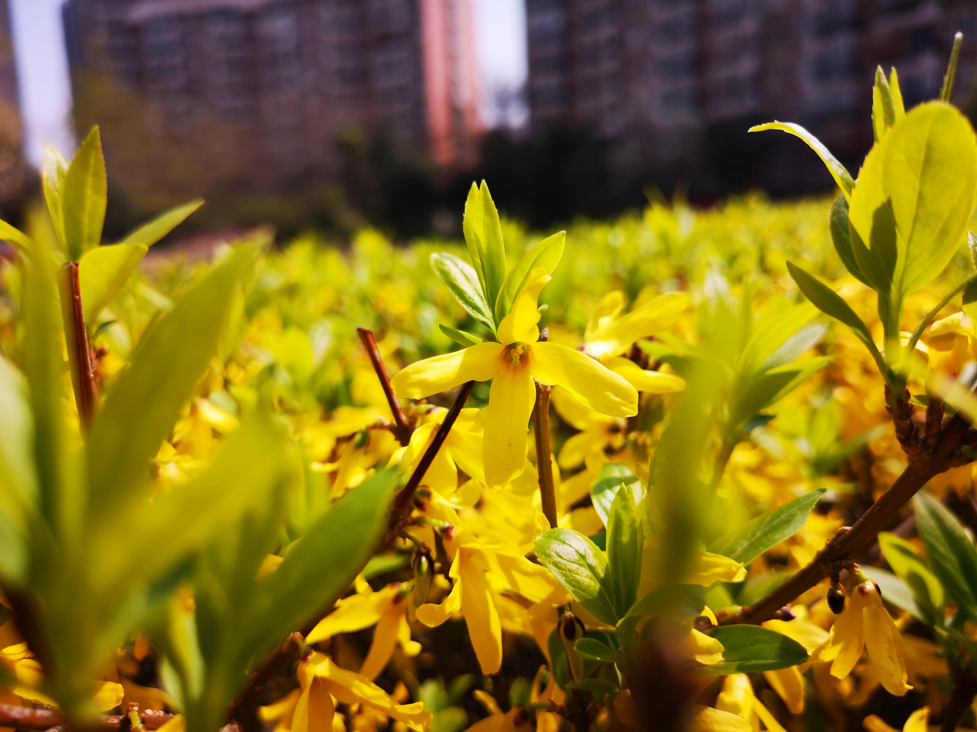 城市绿化植物 - 热门商品专区